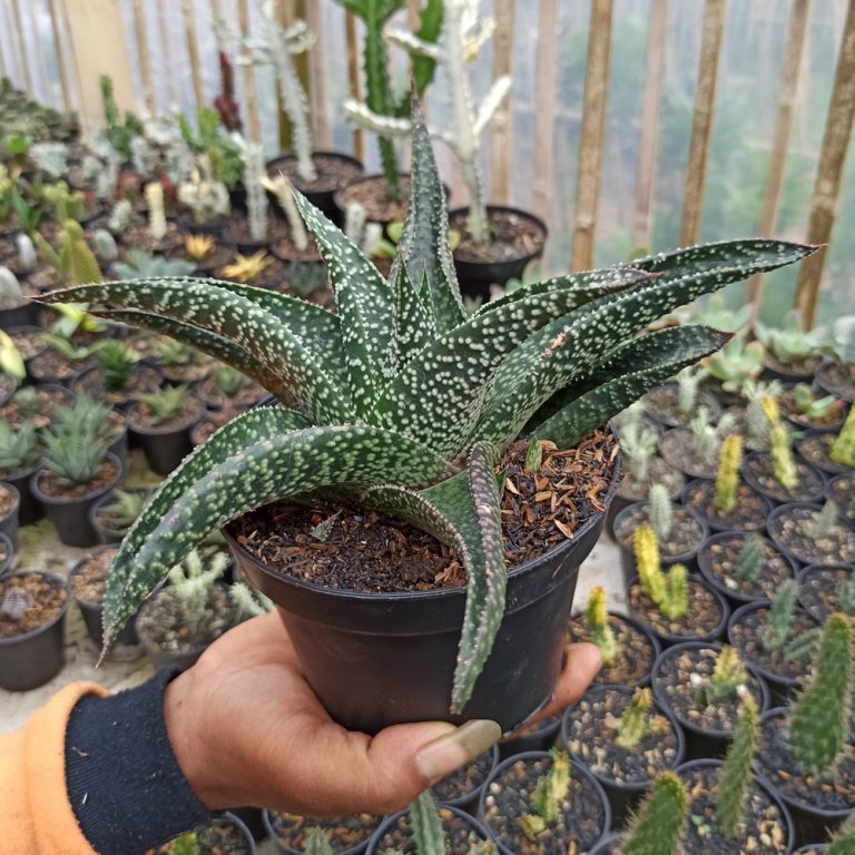 367. Gasteraloe Edward Hummel ( Gasteria X Aloe ) Size 20 Cm
