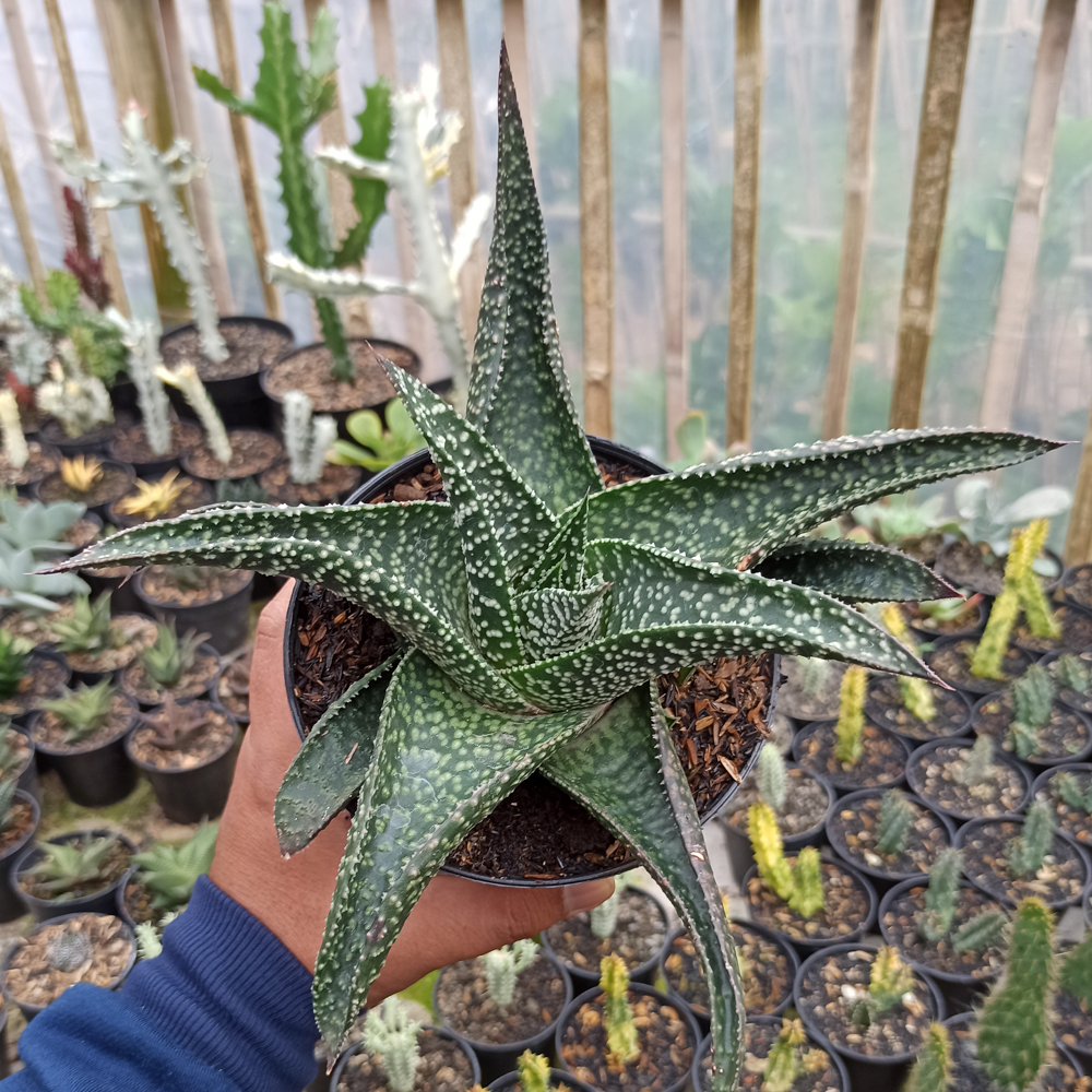 367. Gasteraloe Edward Hummel ( Gasteria X Aloe ) Size 20 Cm - Image 3