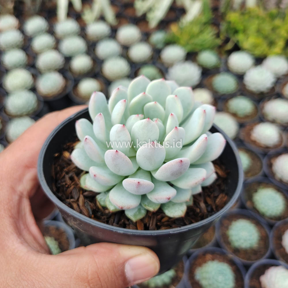 369. Echeveria Texensis - Image 2