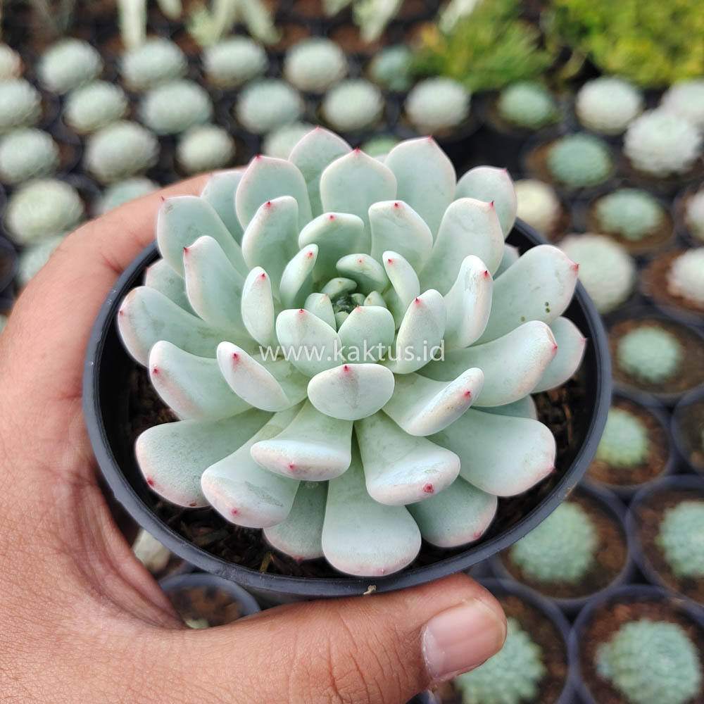 369. Echeveria Texensis - Image 4
