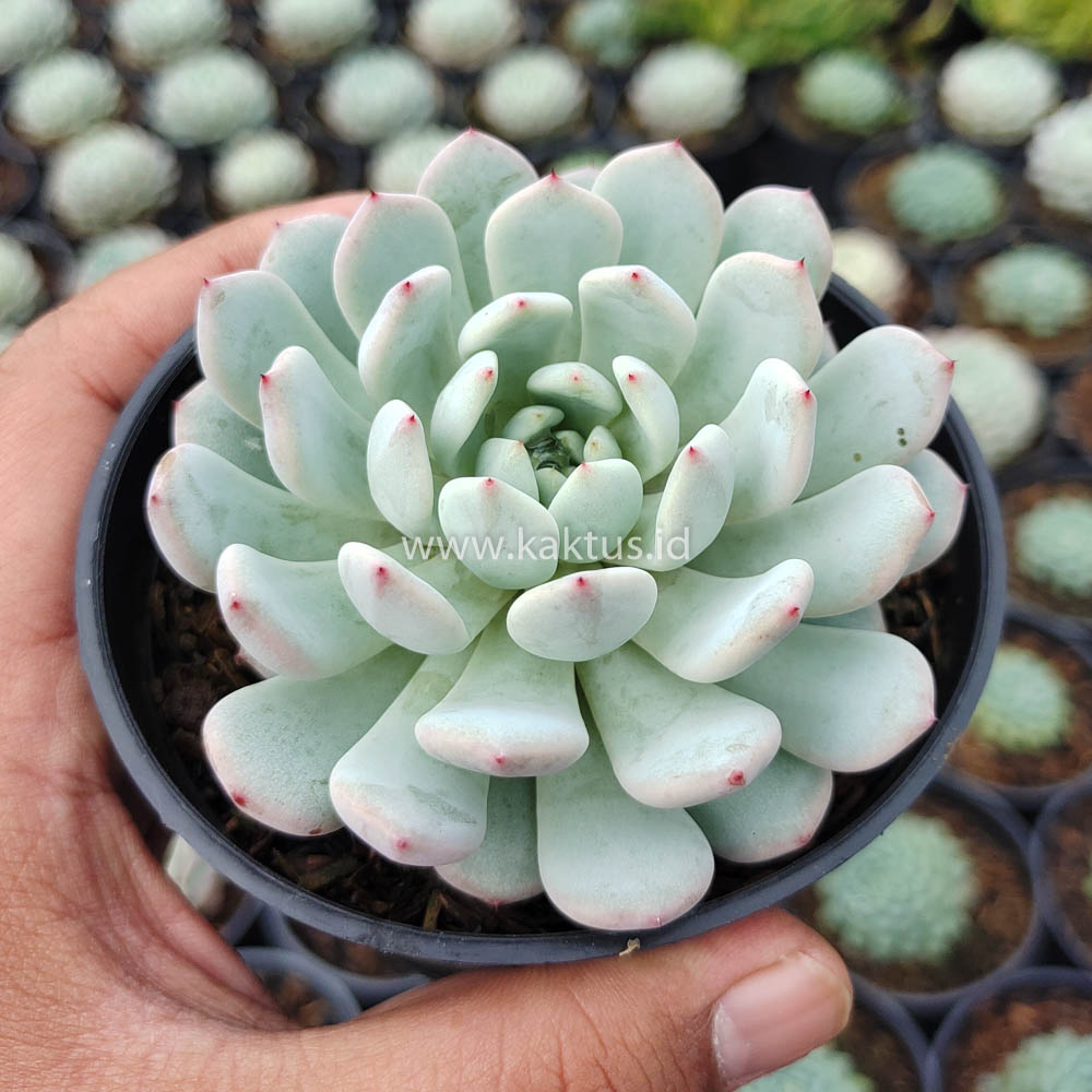 369. Echeveria Texensis - Image 5