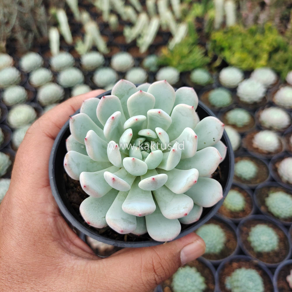369. Echeveria Texensis - Image 6