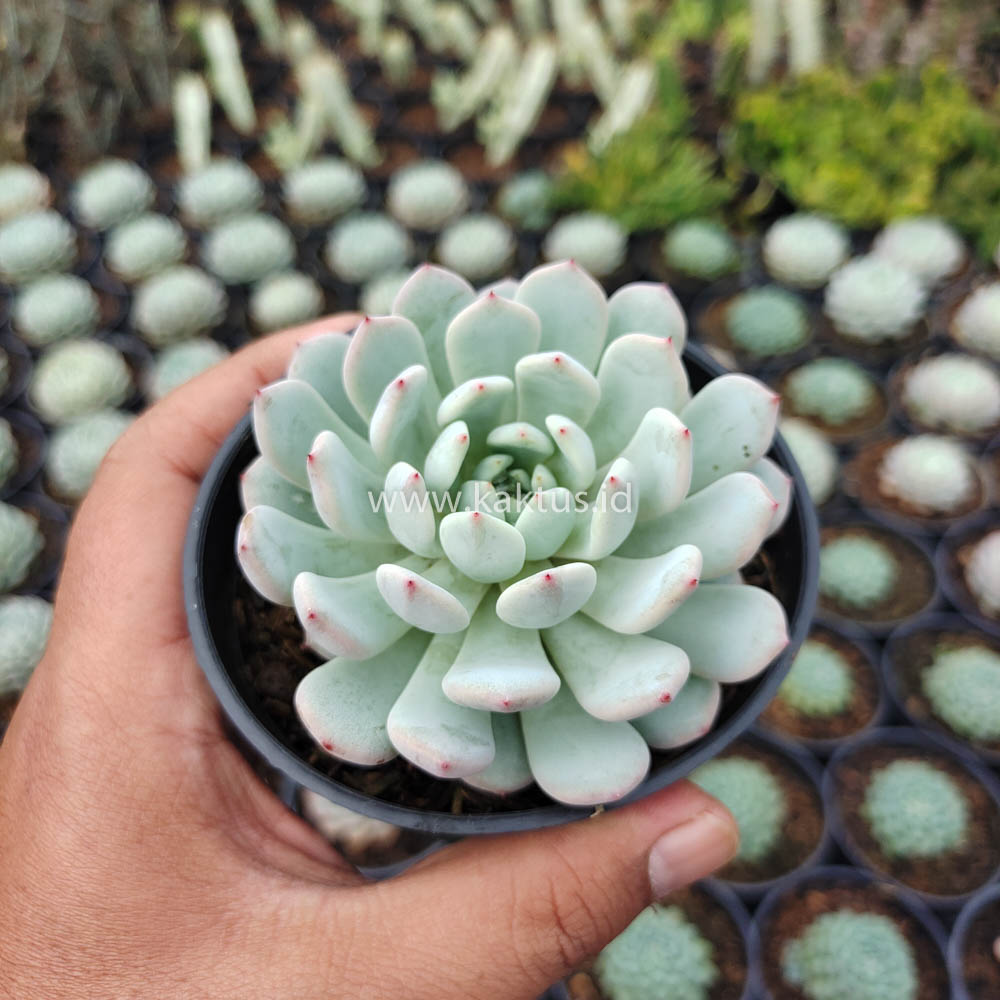 369. Echeveria Texensis - Image 7