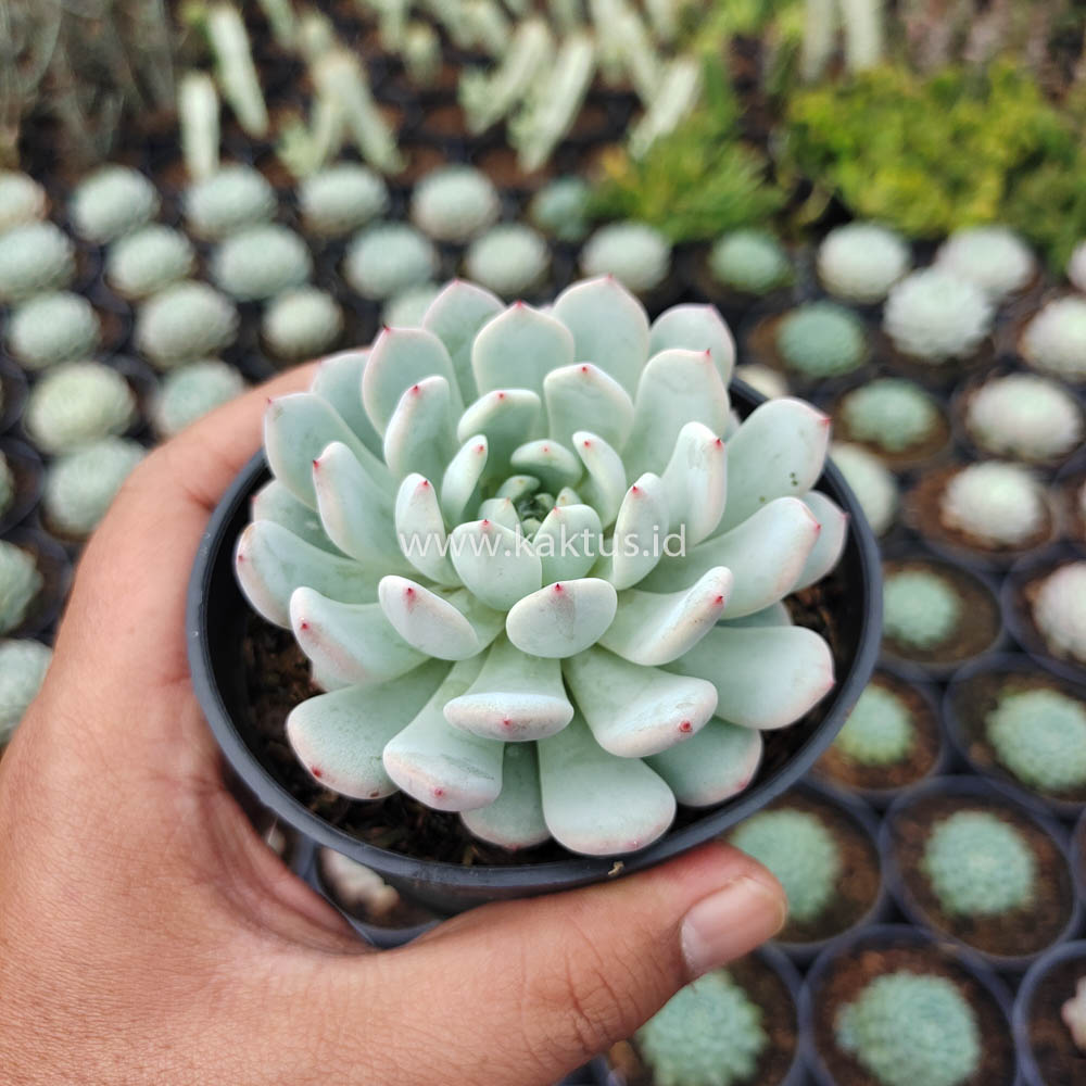 369. Echeveria Texensis - Image 8