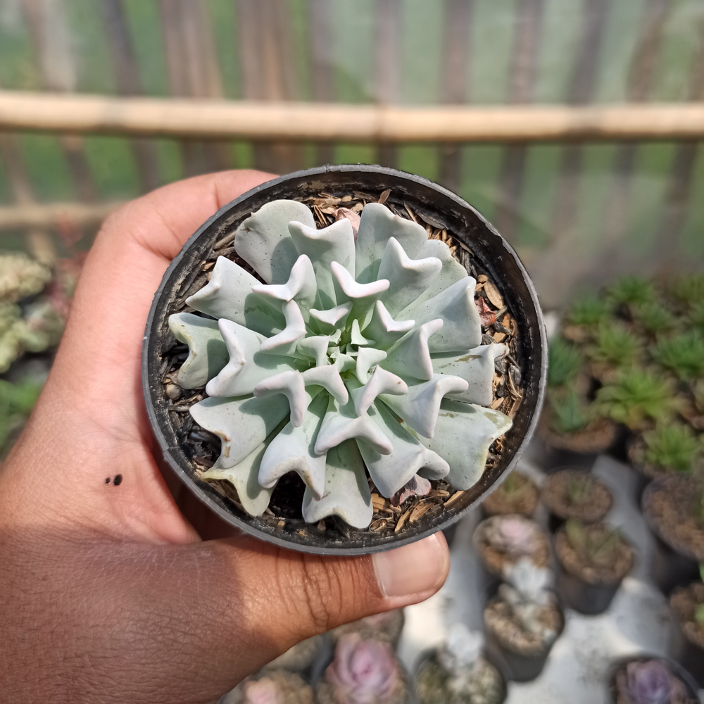 370. Echeveria Cubic Frost - Image 2
