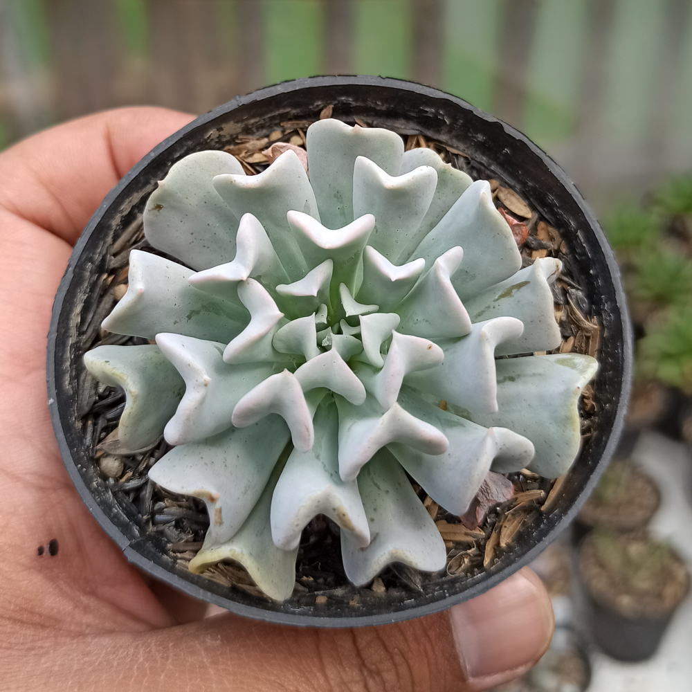 370. Echeveria Cubic Frost - Image 6