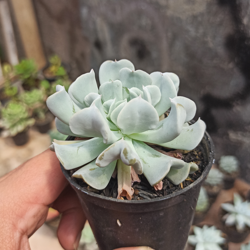 370. Echeveria Cubic Frost - Image 7