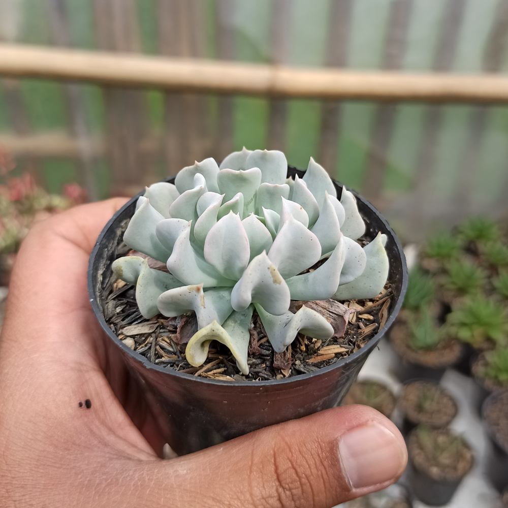 370. Echeveria Cubic Frost - Image 5