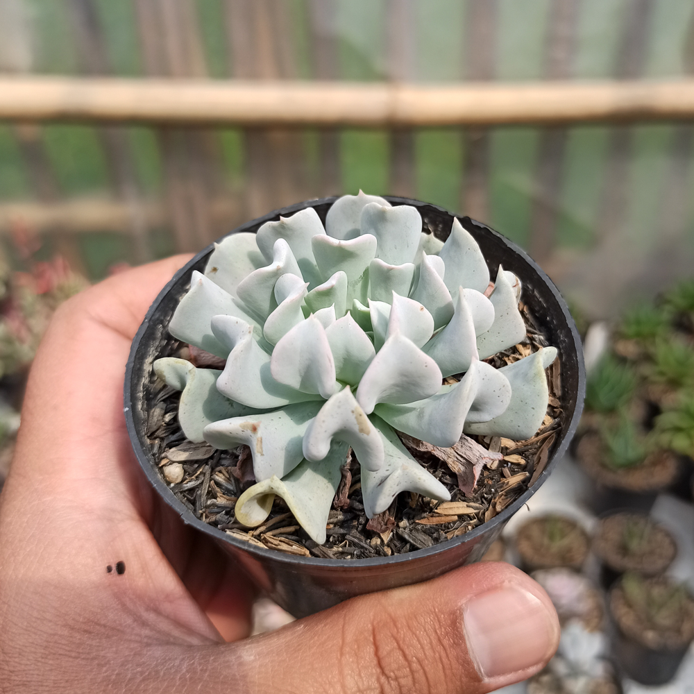 370. Echeveria Cubic Frost - Image 3