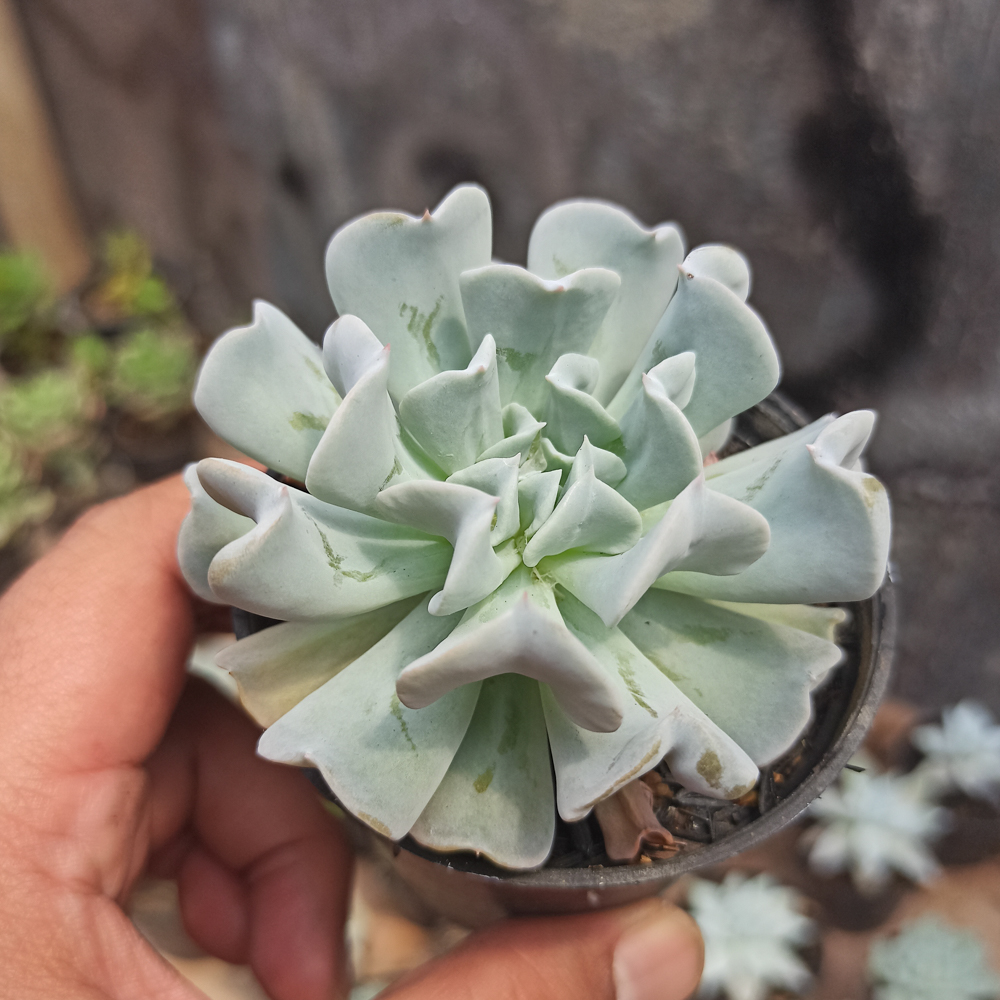 370. Echeveria Cubic Frost - Image 8