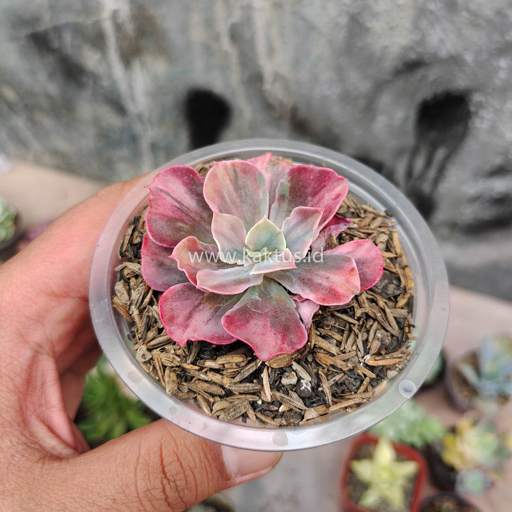 371. Echeveria Beyonce Rainbow - Image 7