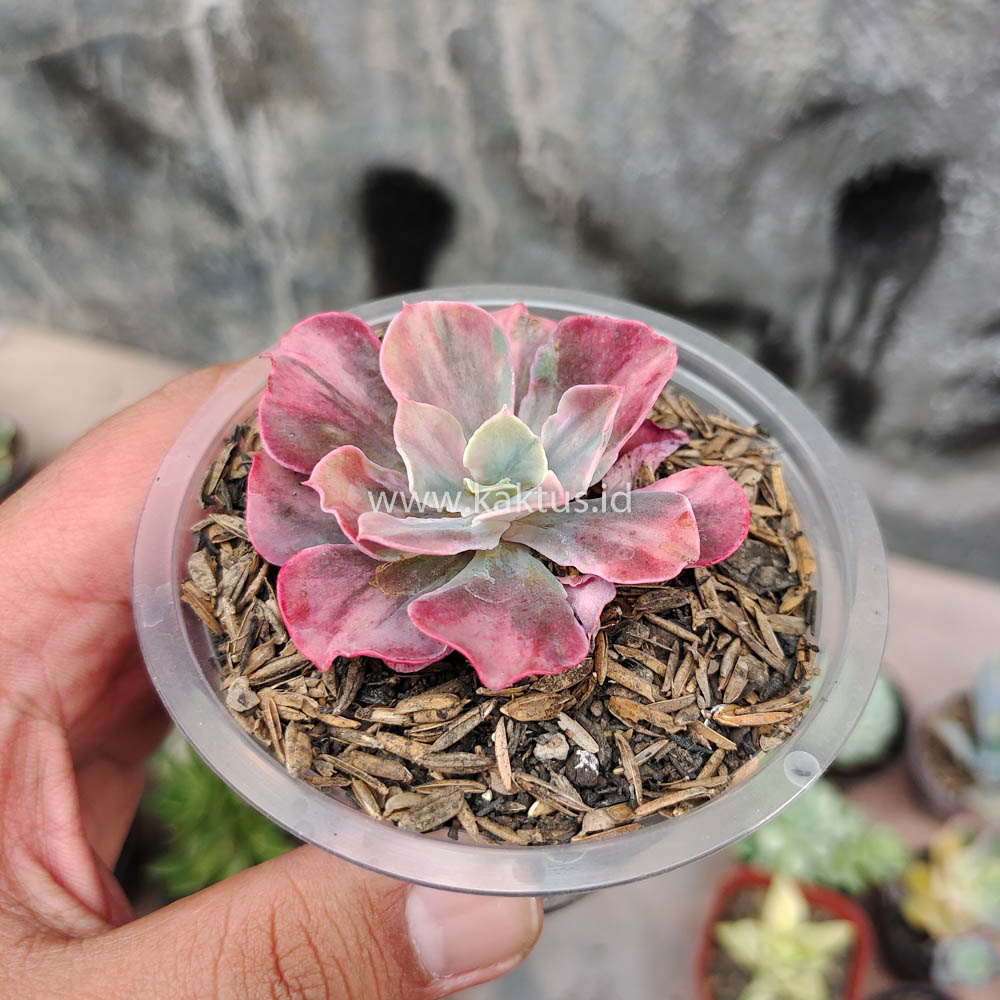 371. Echeveria Beyonce Rainbow - Image 5