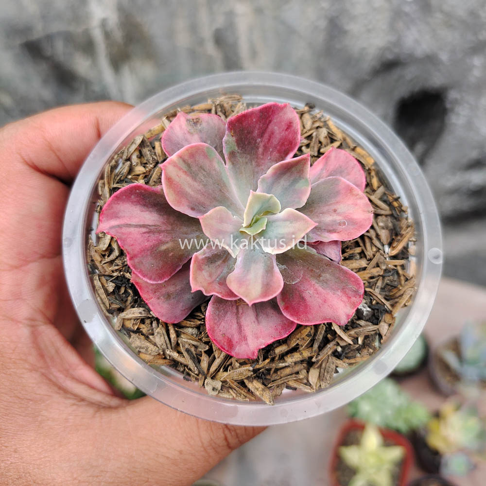 371. Echeveria Beyonce Rainbow - Image 8