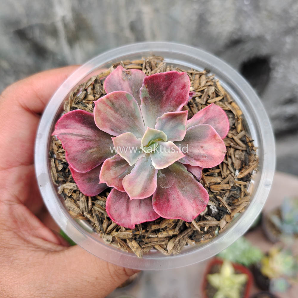 371. Echeveria Beyonce Rainbow - Image 9