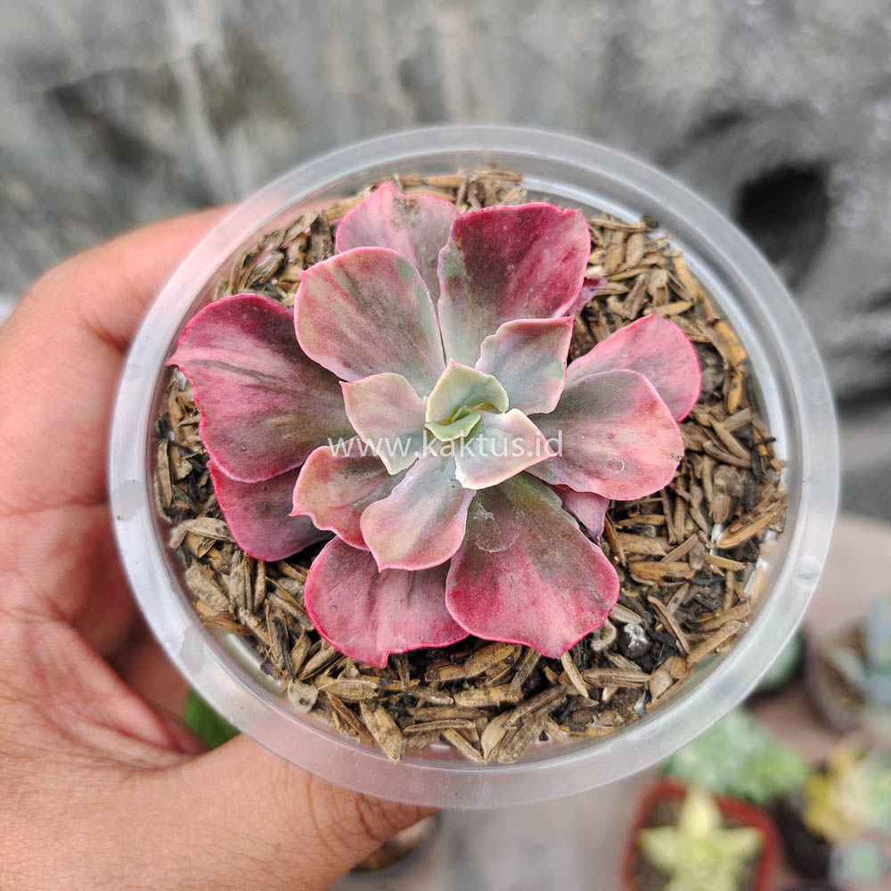 371. Echeveria Beyonce Rainbow - Image 10