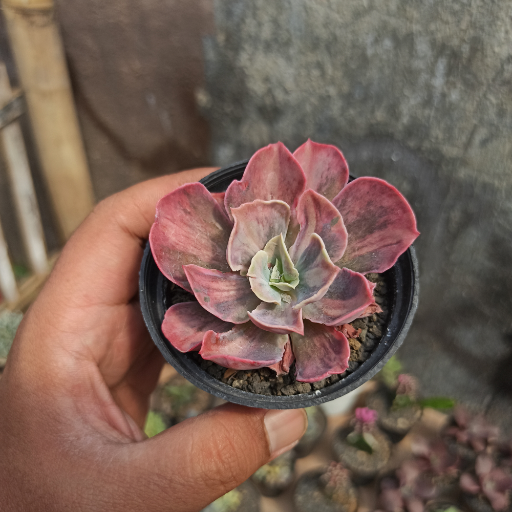 371. Echeveria Beyonce Rainbow - Image 4