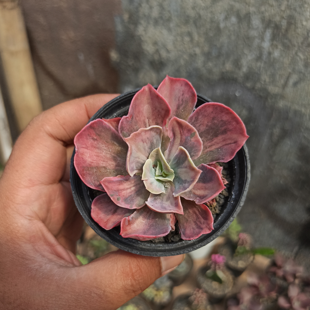 371. Echeveria Beyonce Rainbow - Image 3