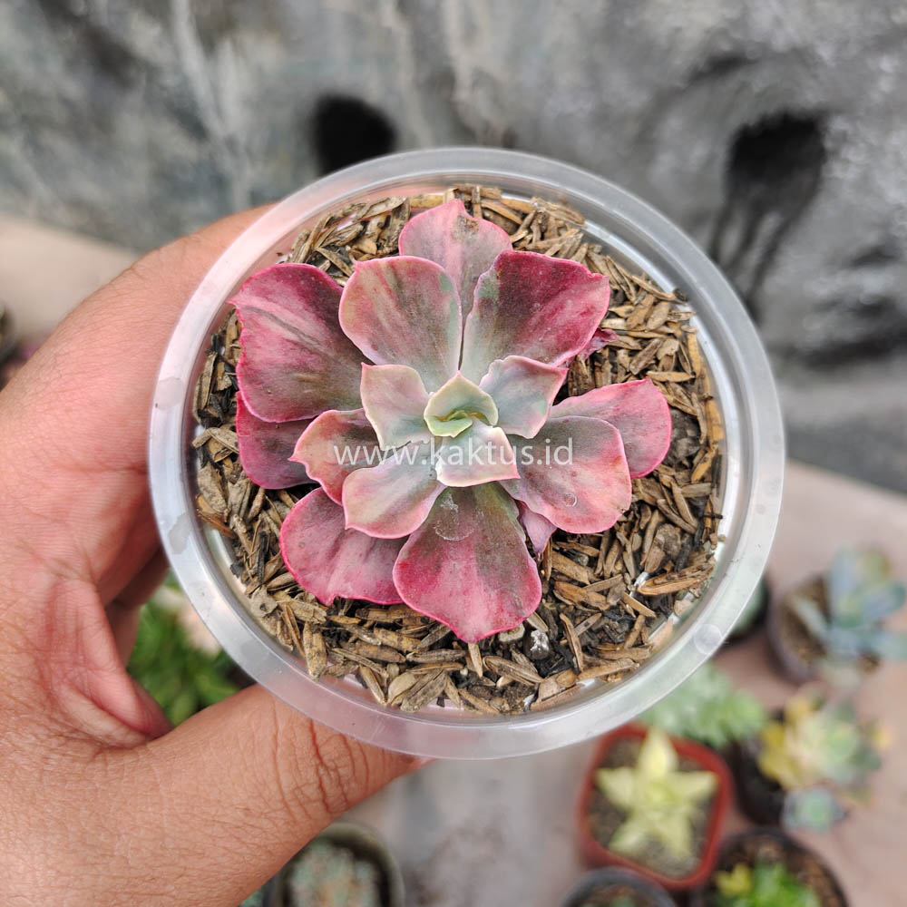 371. Echeveria Beyonce Rainbow - Image 2