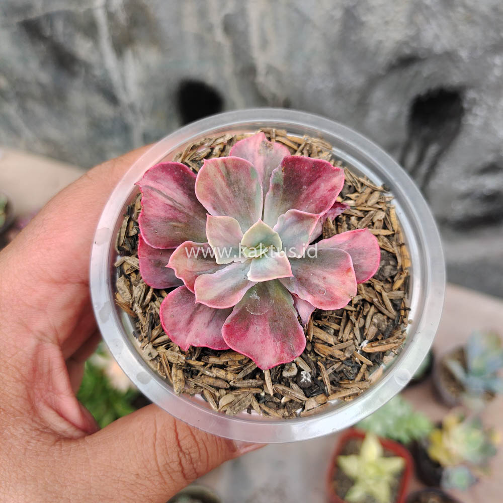 371. Echeveria Beyonce Rainbow - Image 6