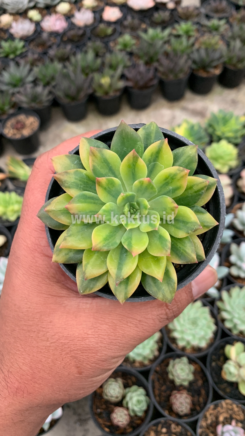 372. Echeveria Green Emerald Variegated - Image 10