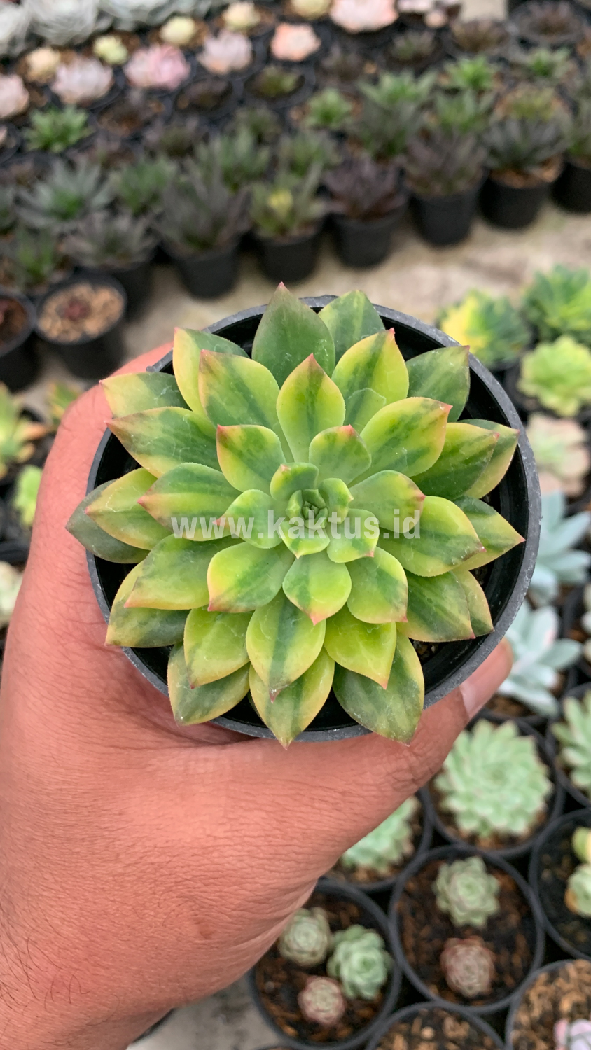 372. Echeveria Green Emerald Variegated - Image 3