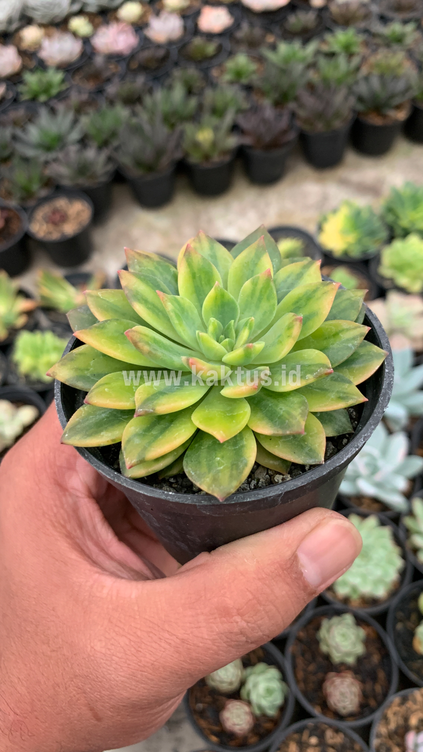 372. Echeveria Green Emerald Variegated - Image 5