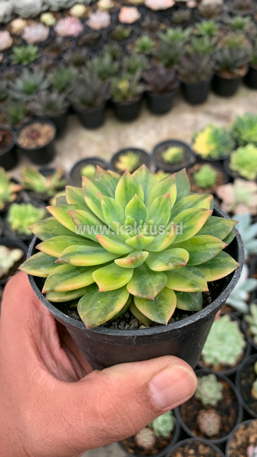 372. Echeveria Green Emerald Variegated - Image 8