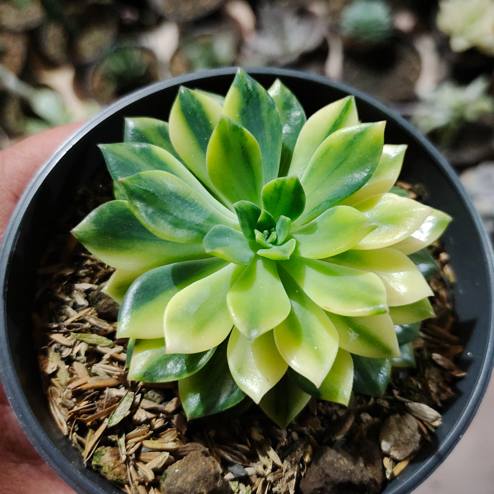 372. Echeveria Green Emerald Variegated - Image 2