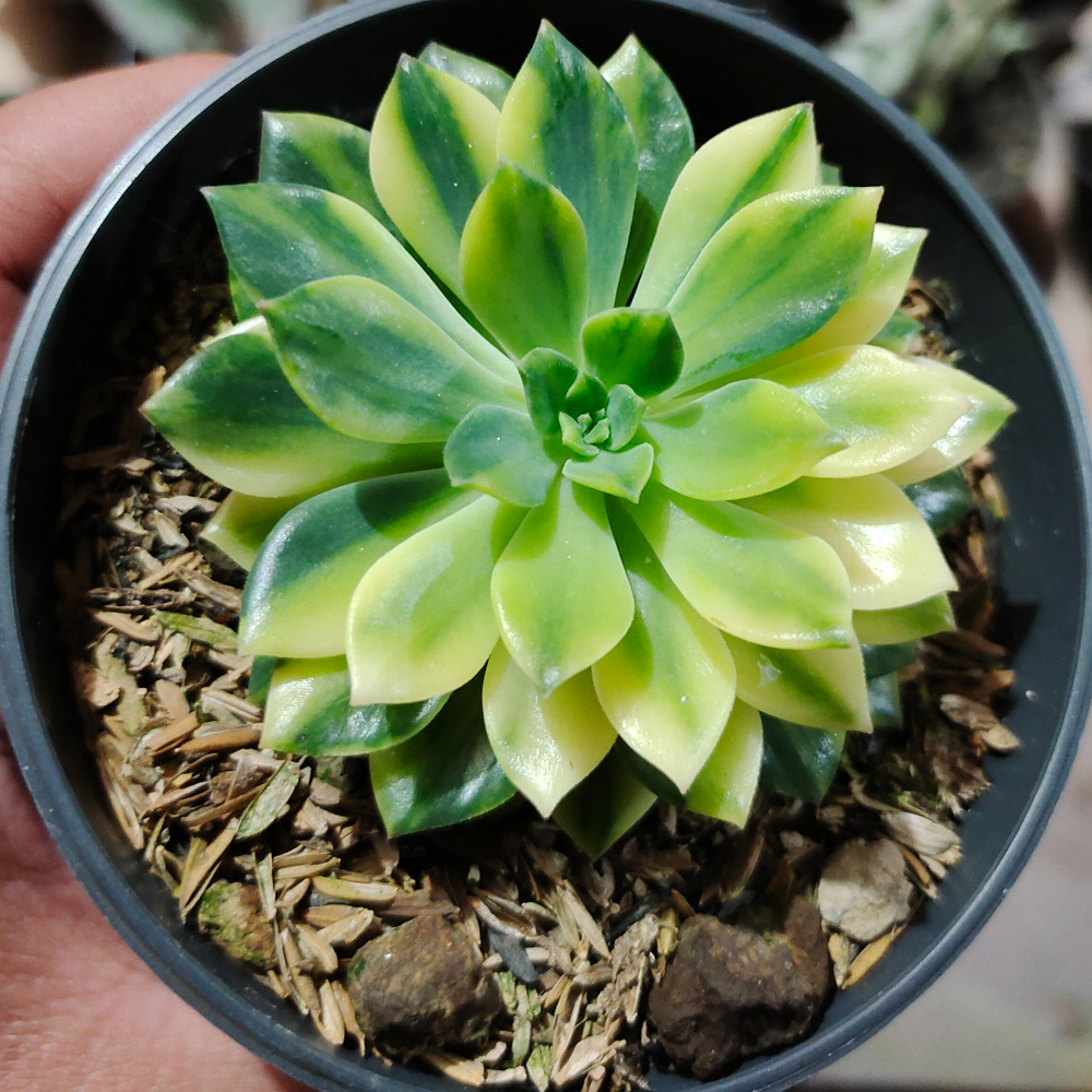 372. Echeveria Green Emerald Variegated - Image 12