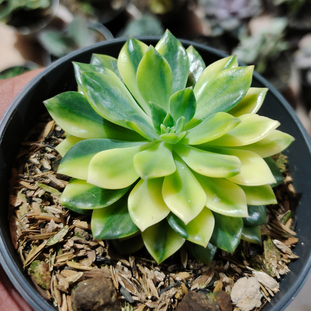 372. Echeveria Green Emerald Variegated - Image 11
