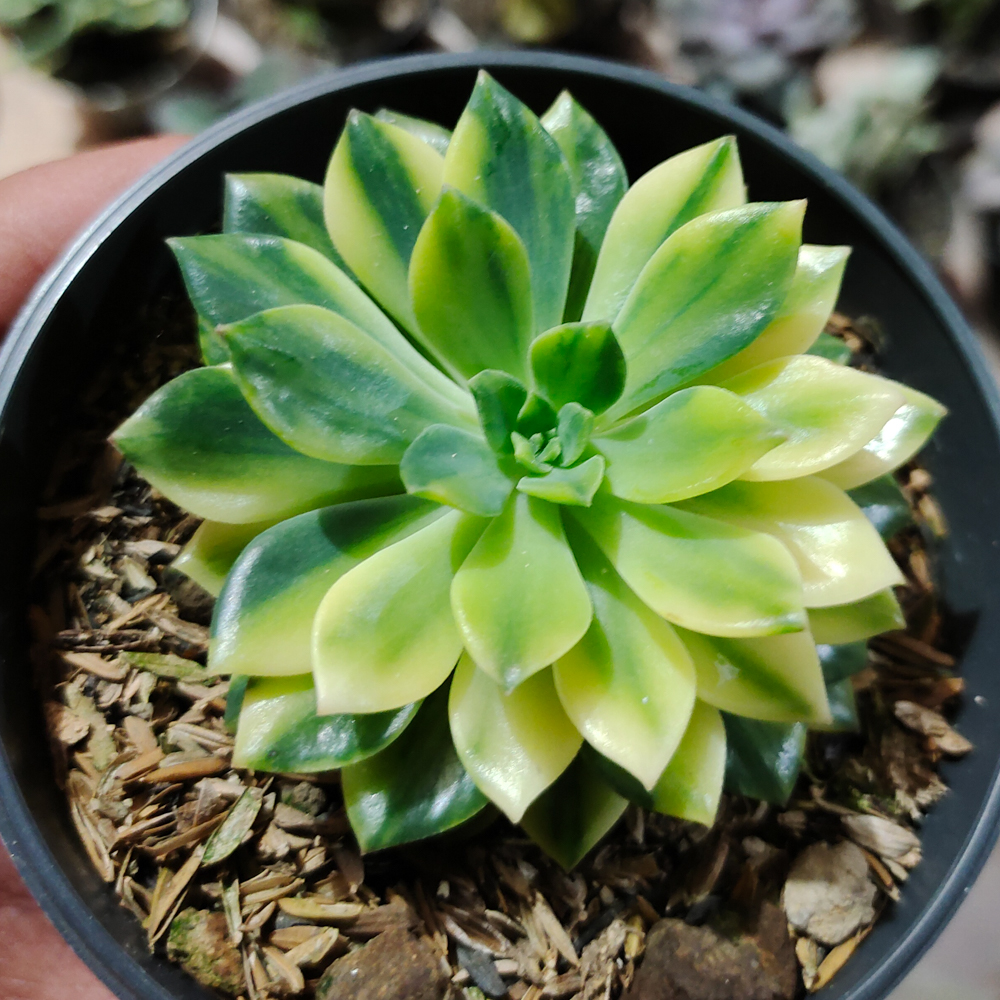 372. Echeveria Green Emerald Variegated - Image 13