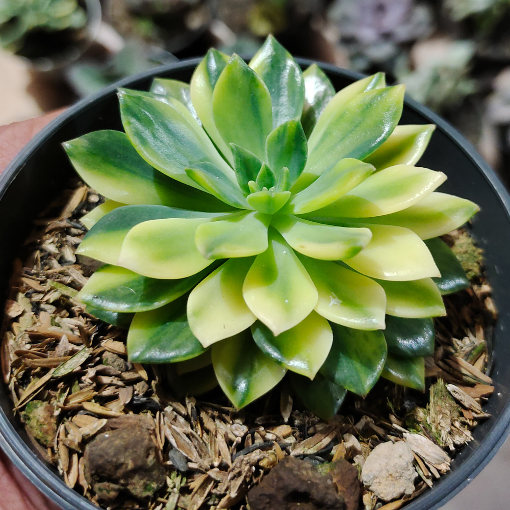 372. Echeveria Green Emerald Variegated - Image 9