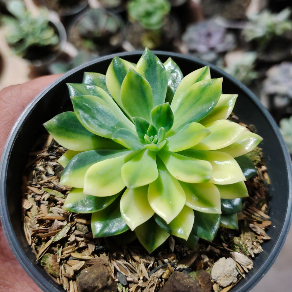372. Echeveria Green Emerald Variegated - Image 7