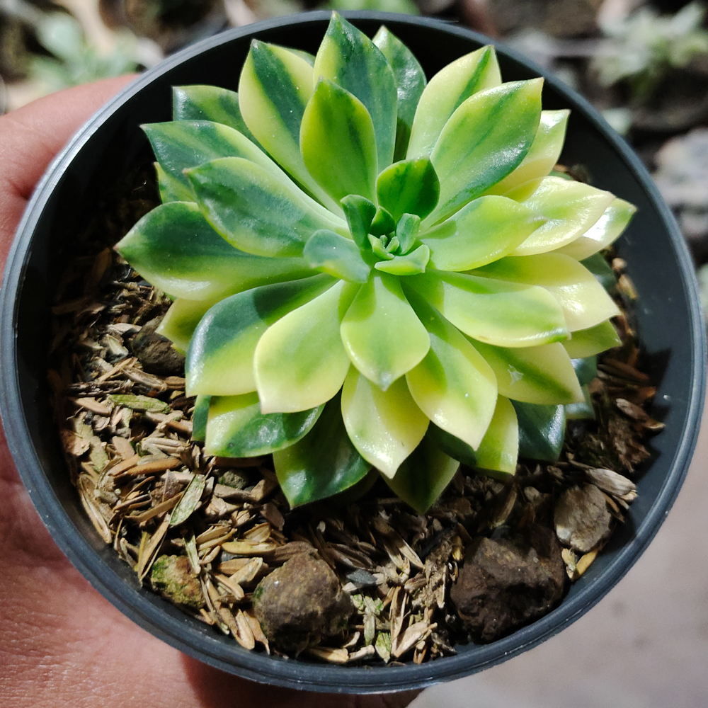 372. Echeveria Green Emerald Variegated - Image 6