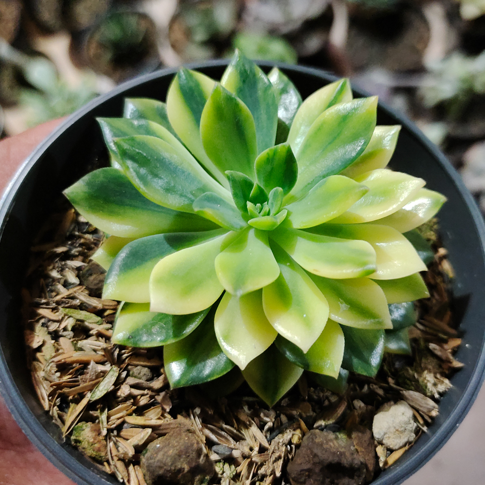 372. Echeveria Green Emerald Variegated - Image 4