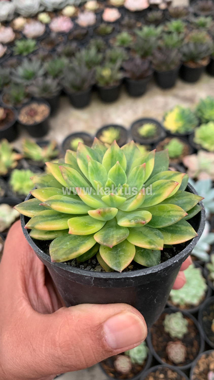 372. Echeveria Green Emerald Variegated - Image 14