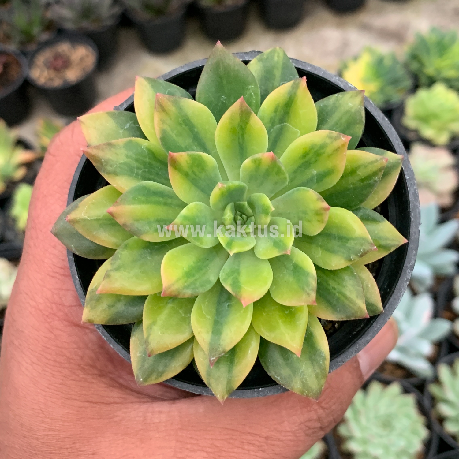 372. Echeveria Green Emerald Variegated