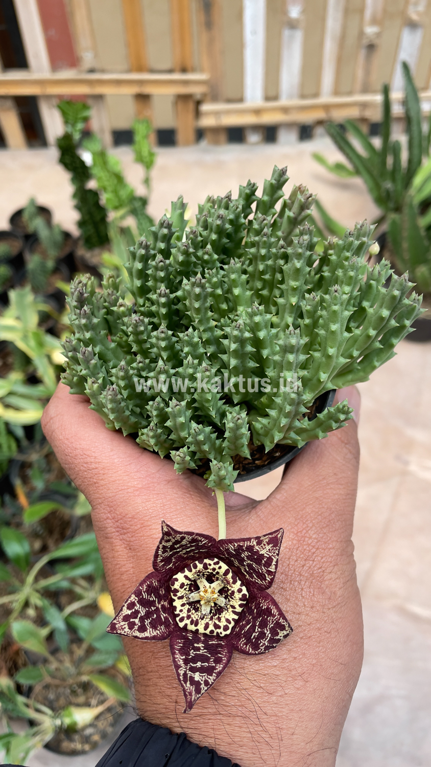 375. Huernia Keniensis - Image 4