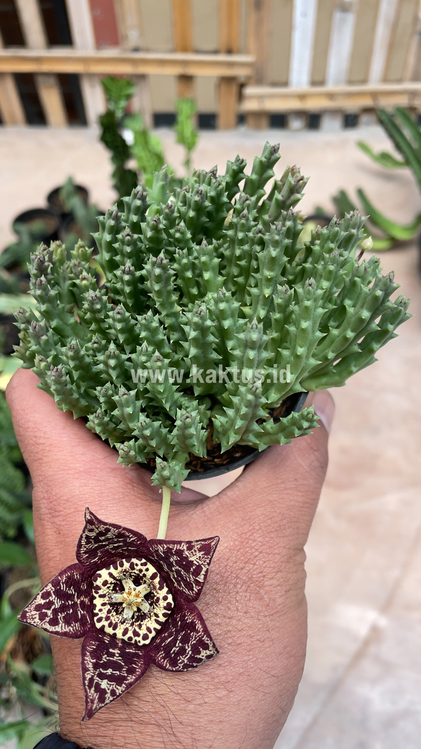 375. Huernia Keniensis - Image 16