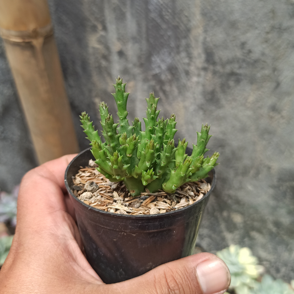 375. Huernia Keniensis - Image 3