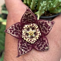 Alternative view of 375. Huernia Keniensis