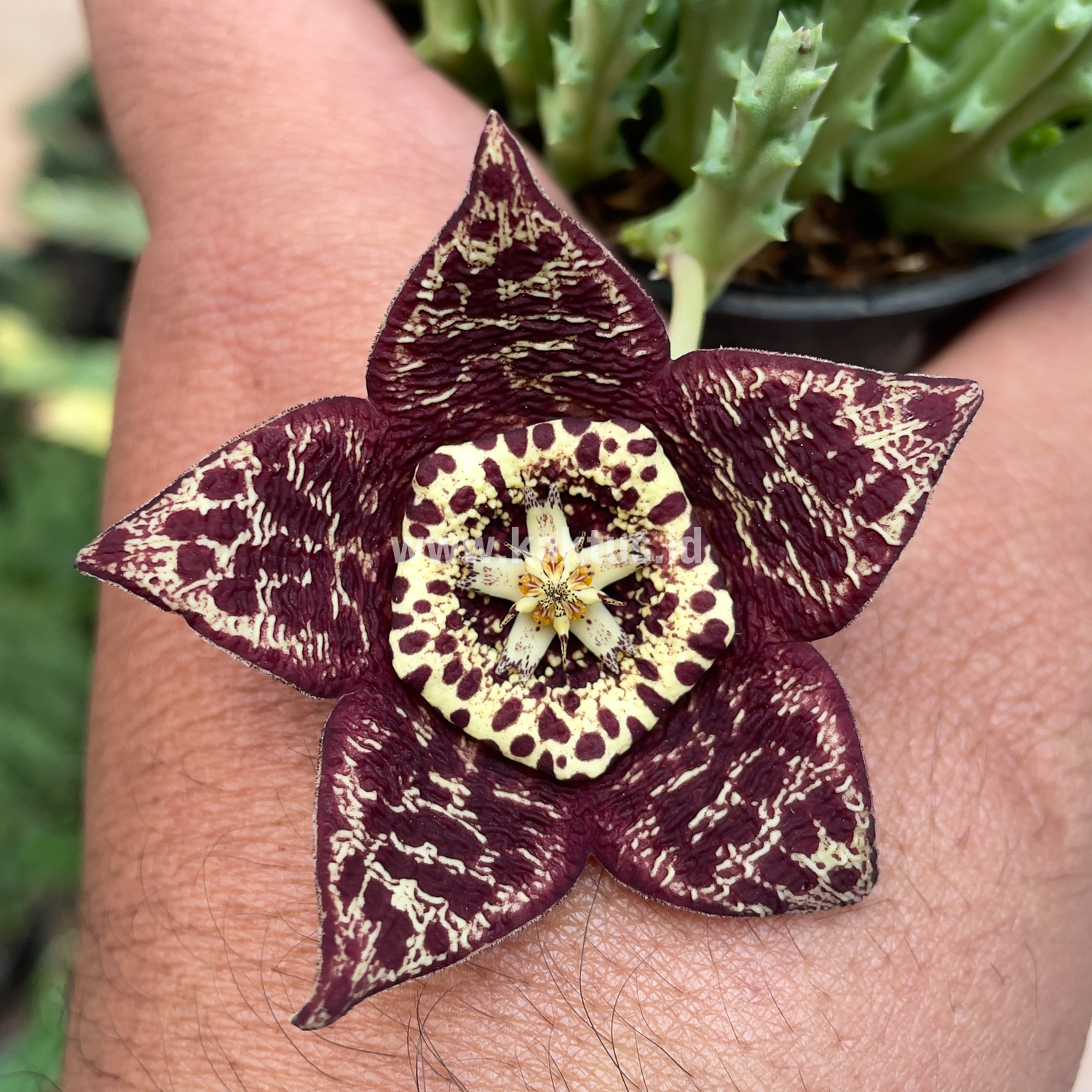 375. Huernia Keniensis - Image 2