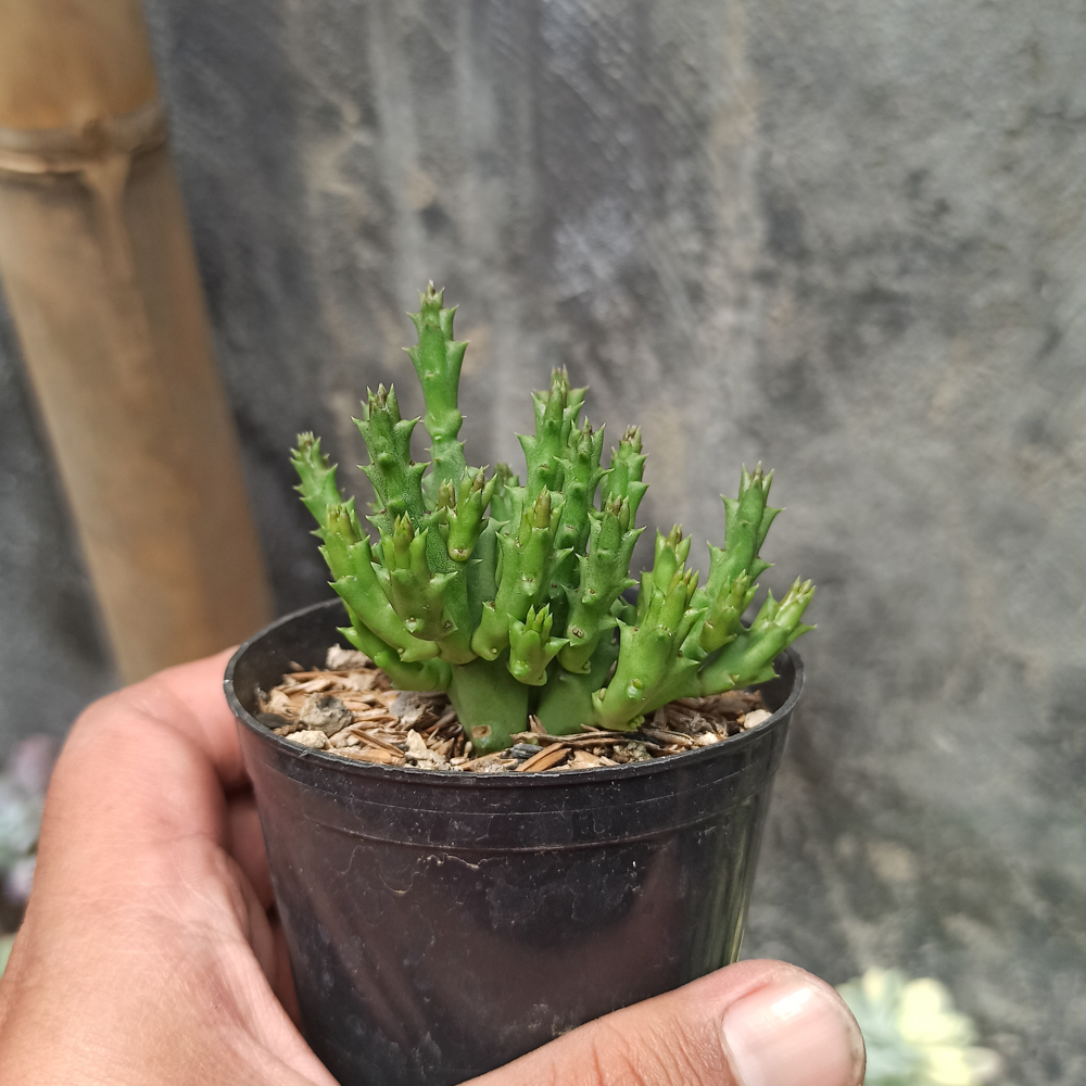375. Huernia Keniensis - Image 12
