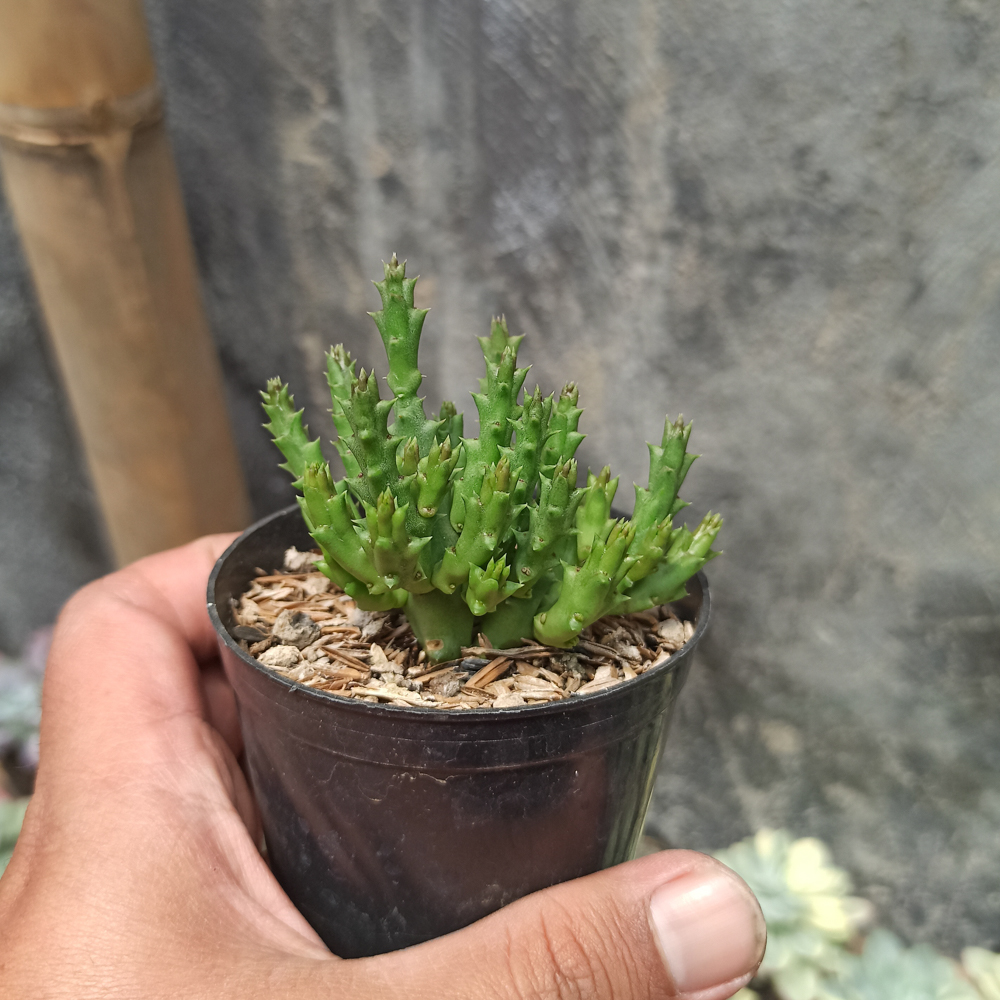 375. Huernia Keniensis - Image 11
