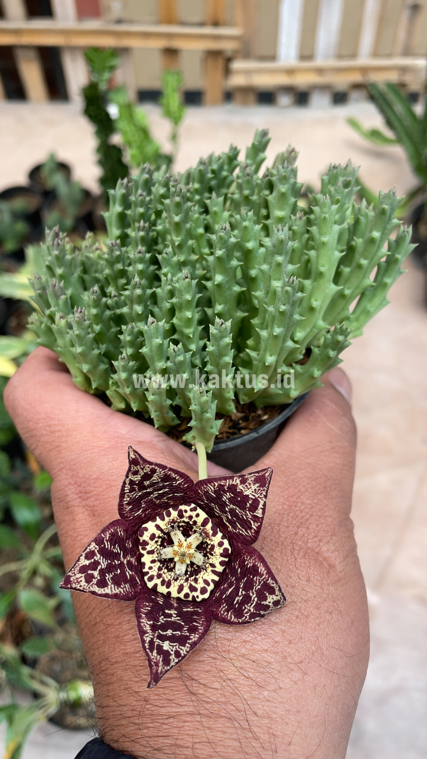 375. Huernia Keniensis - Image 13