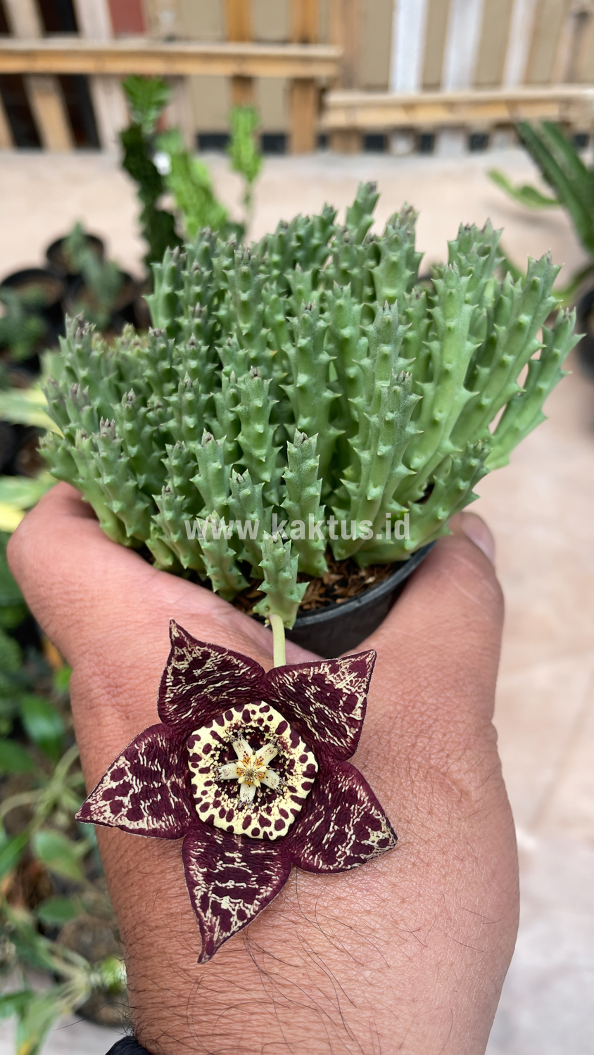 375. Huernia Keniensis - Image 8