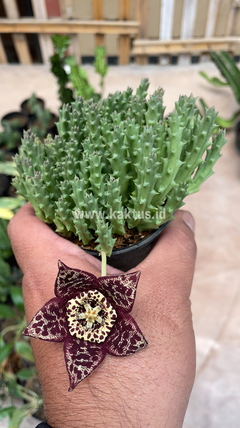 375. Huernia Keniensis - Image 10