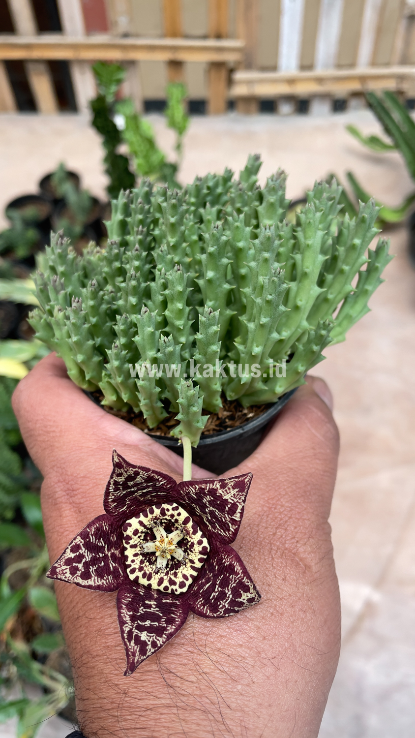 375. Huernia Keniensis - Image 14