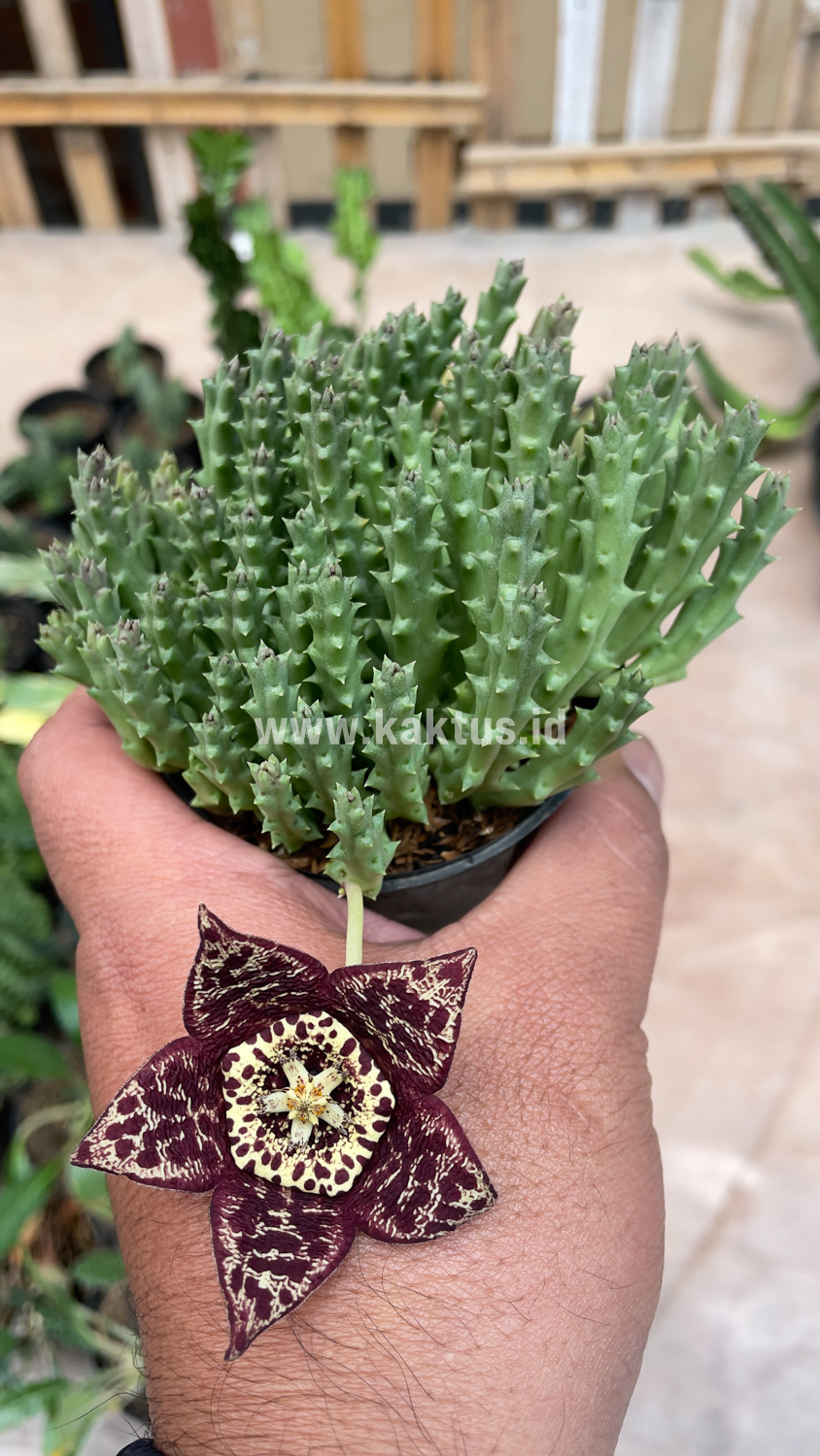 375. Huernia Keniensis - Image 9