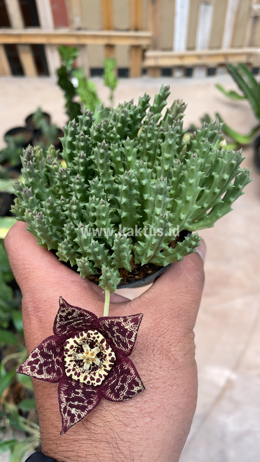 375. Huernia Keniensis - Image 15